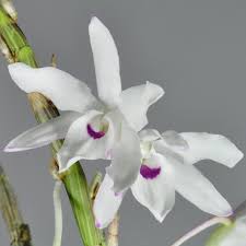 Dendrobium Moniliforme 'Tenshikou' – Sem Flor