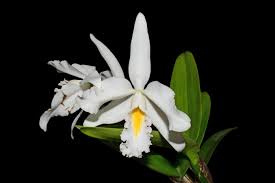 Cattleya Maxima F.Albescens 'Konigin Silvia' -  Sem Flor