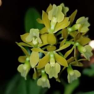 Epidendrum Ammophilum - Sem Flor