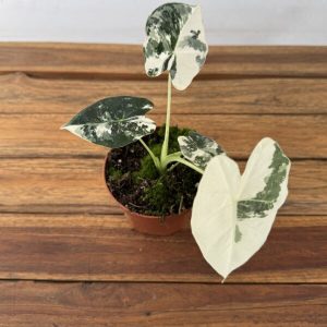 Alocasia Frydek Variegata - V.10