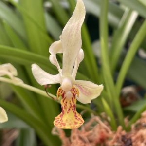 Vanda Lamellata Yellow X Holcoglossum Wangii - Sem Flor - Suspensão