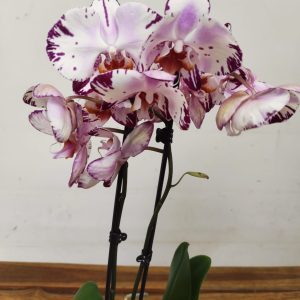 Phalaenopsis - 2 Hastes