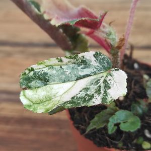 Begonia 'Ginny Galaxy Variegata'