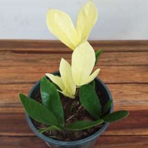 Zamioculca Zamiifolia ‘Chameleon Variegata’