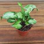 Syngonium Starlite