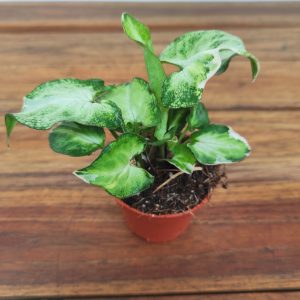 Syngonium Starlite