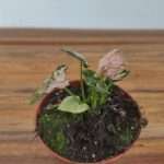 Syngonium Pink Rolli