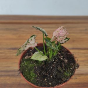 Syngonium Pink Rolli
