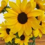 Helianthus An. 'Sunfinity Yel Cent'