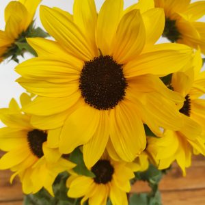 Helianthus An. 'Sunfinity Yel Cent'