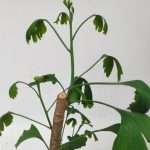 Ginkgo Bilo. Various Bonsai