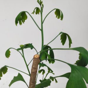 Ginkgo Bilo. Various Bonsai