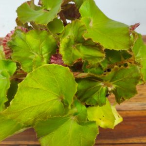 Begonia Bd Erythr. 'Jungle W Brown'