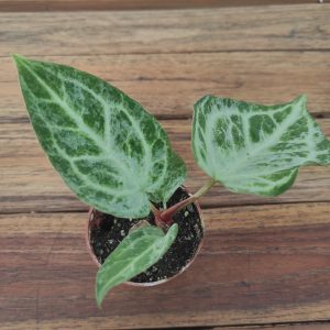 Anthurium Sylver Blush Mint