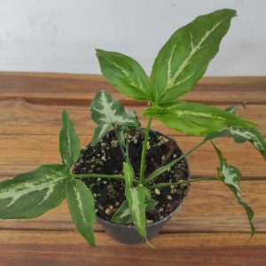 Syngonium Little Star