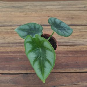 Alocasia Reversa