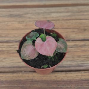Syngonium Orm Nak