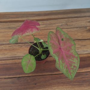 Caladium Sexy Pink