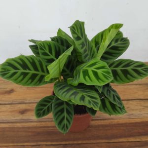 Calathea Zebrina