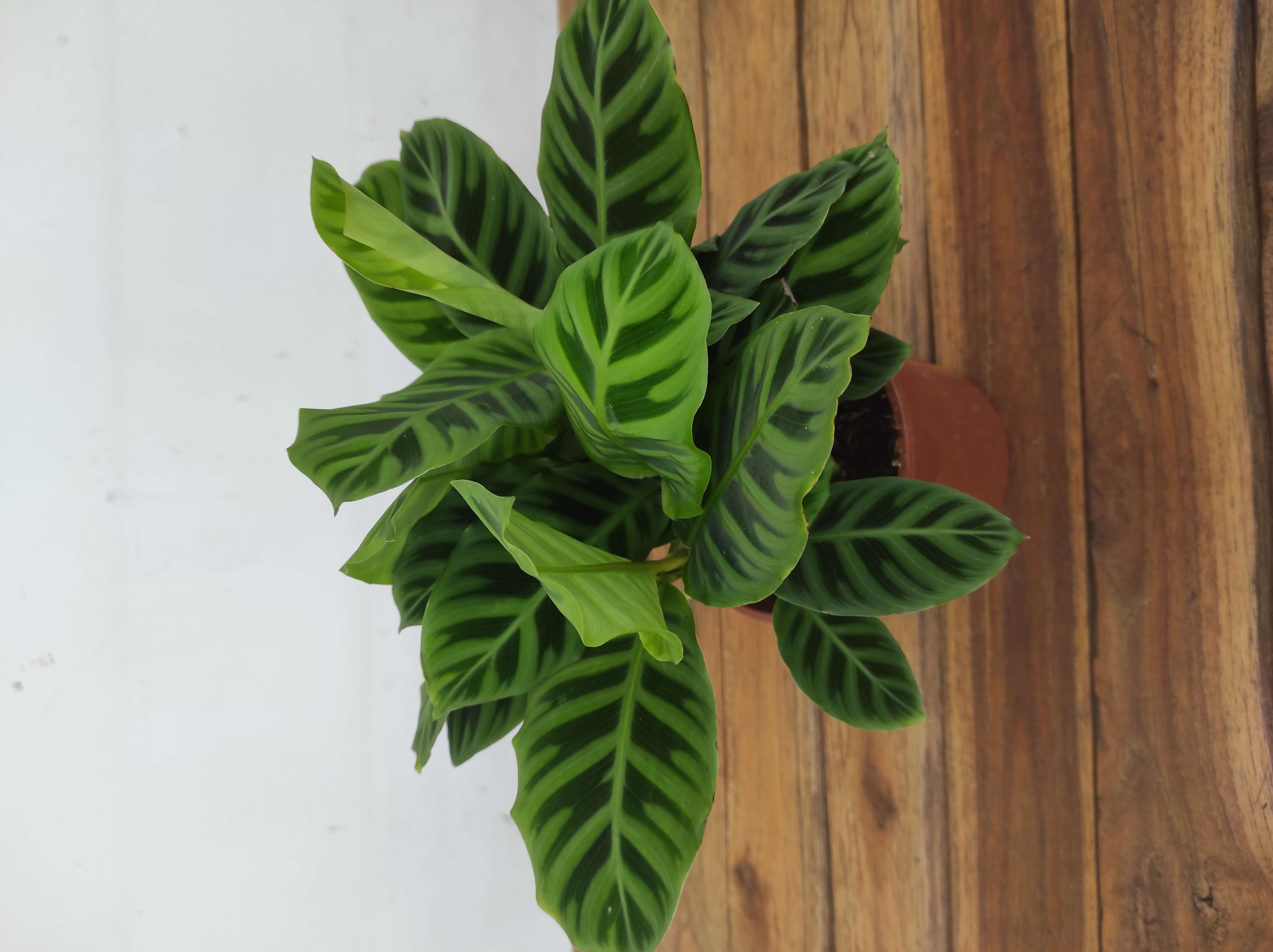 Calathea Zebrina
