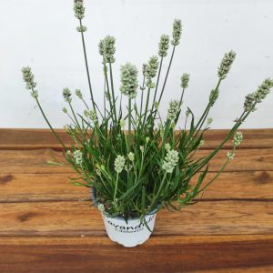 Lavandula Edelweiss