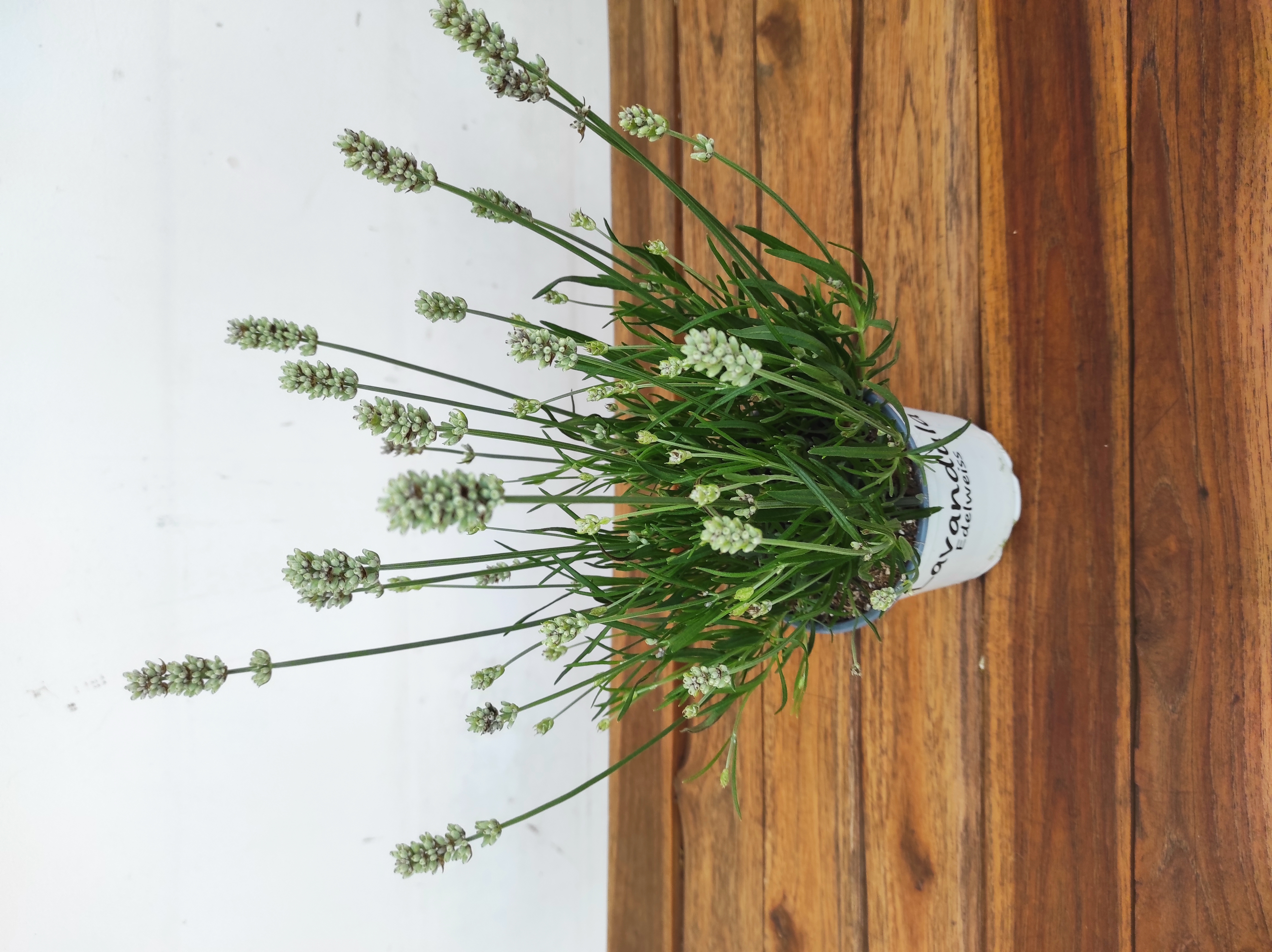 Lavandula Edelweiss