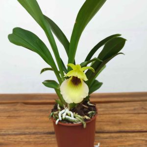 Cochleanthus V.9