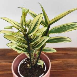 Dendrobium Nobile Cultivars Striped Elegance Variegata