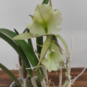 Cattleya V.12