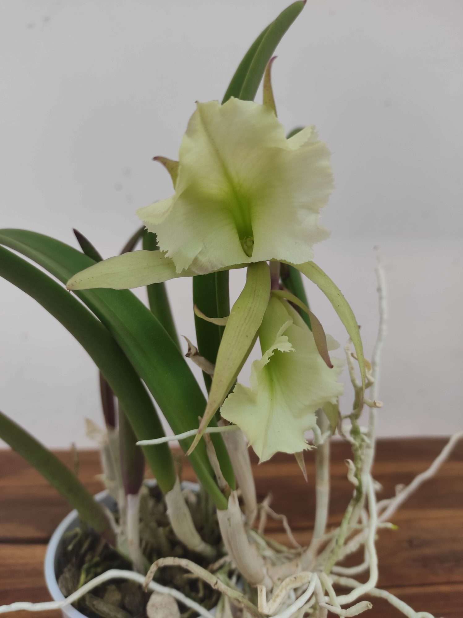 Cattleya V.12