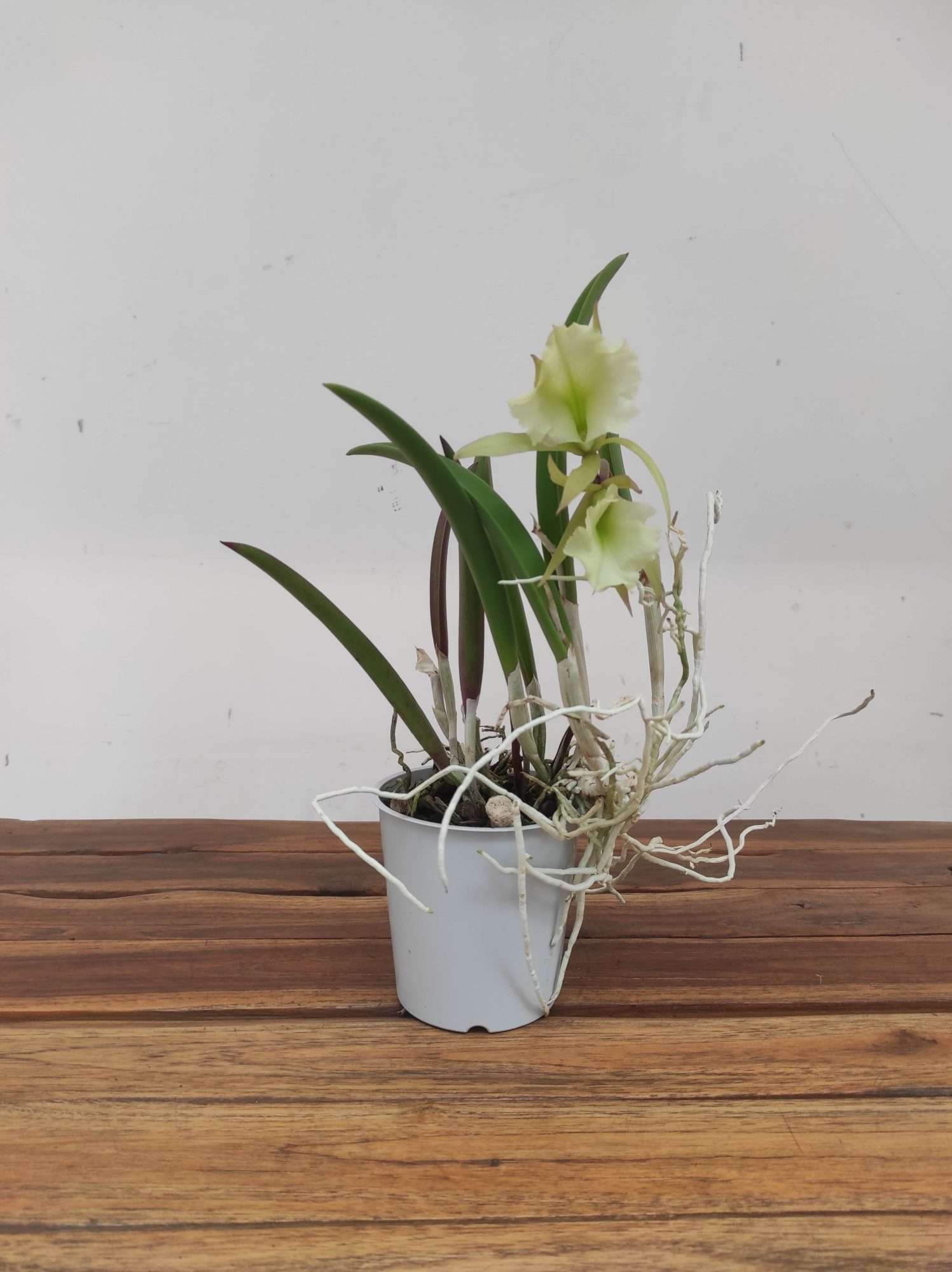 Cattleya V.12 - Image 2
