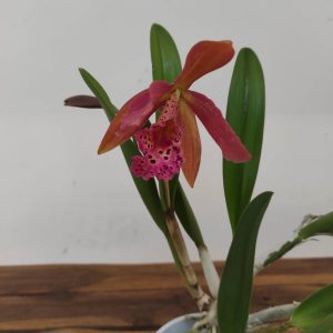 Cattleya V.12