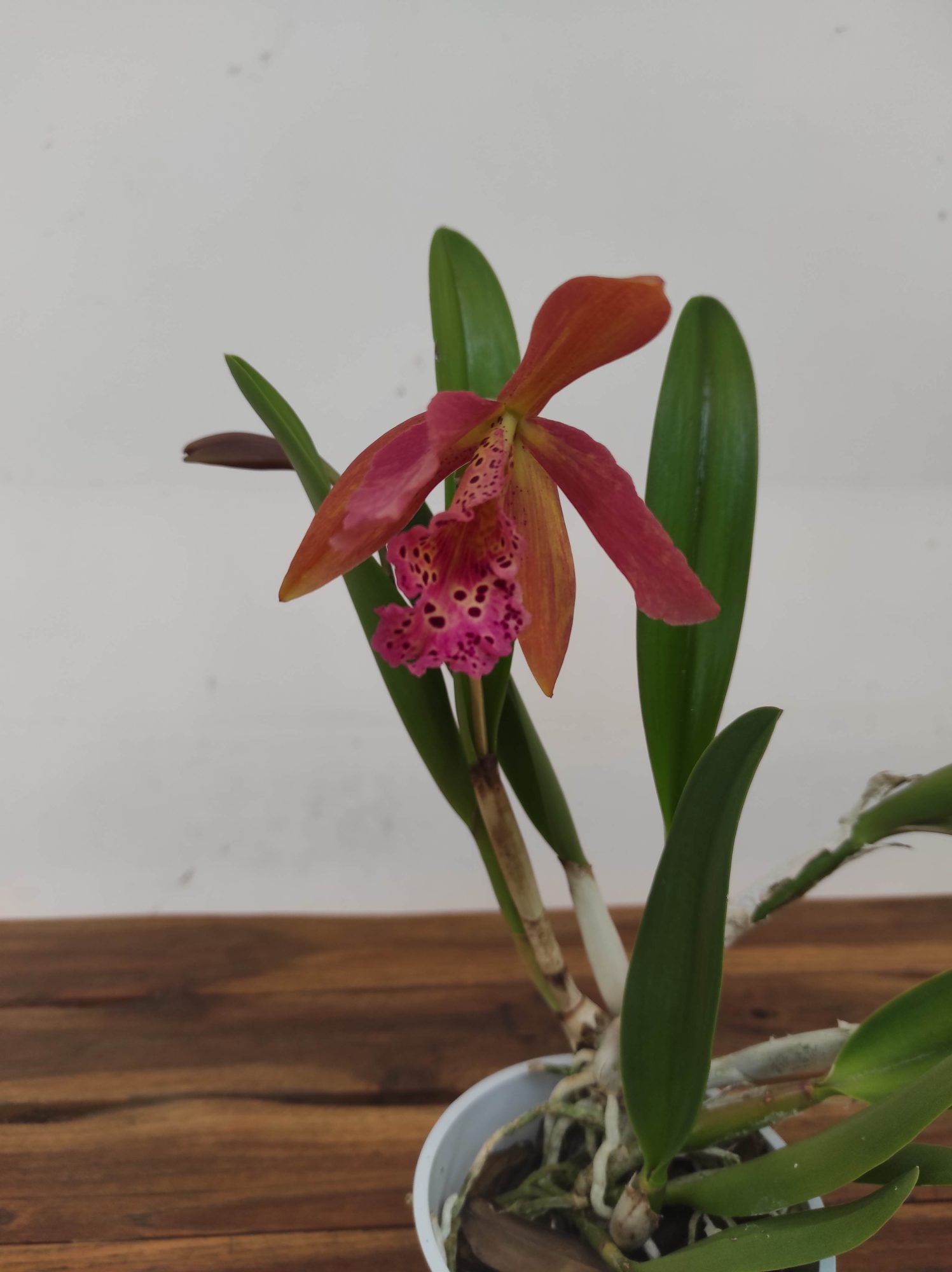 Cattleya V.12