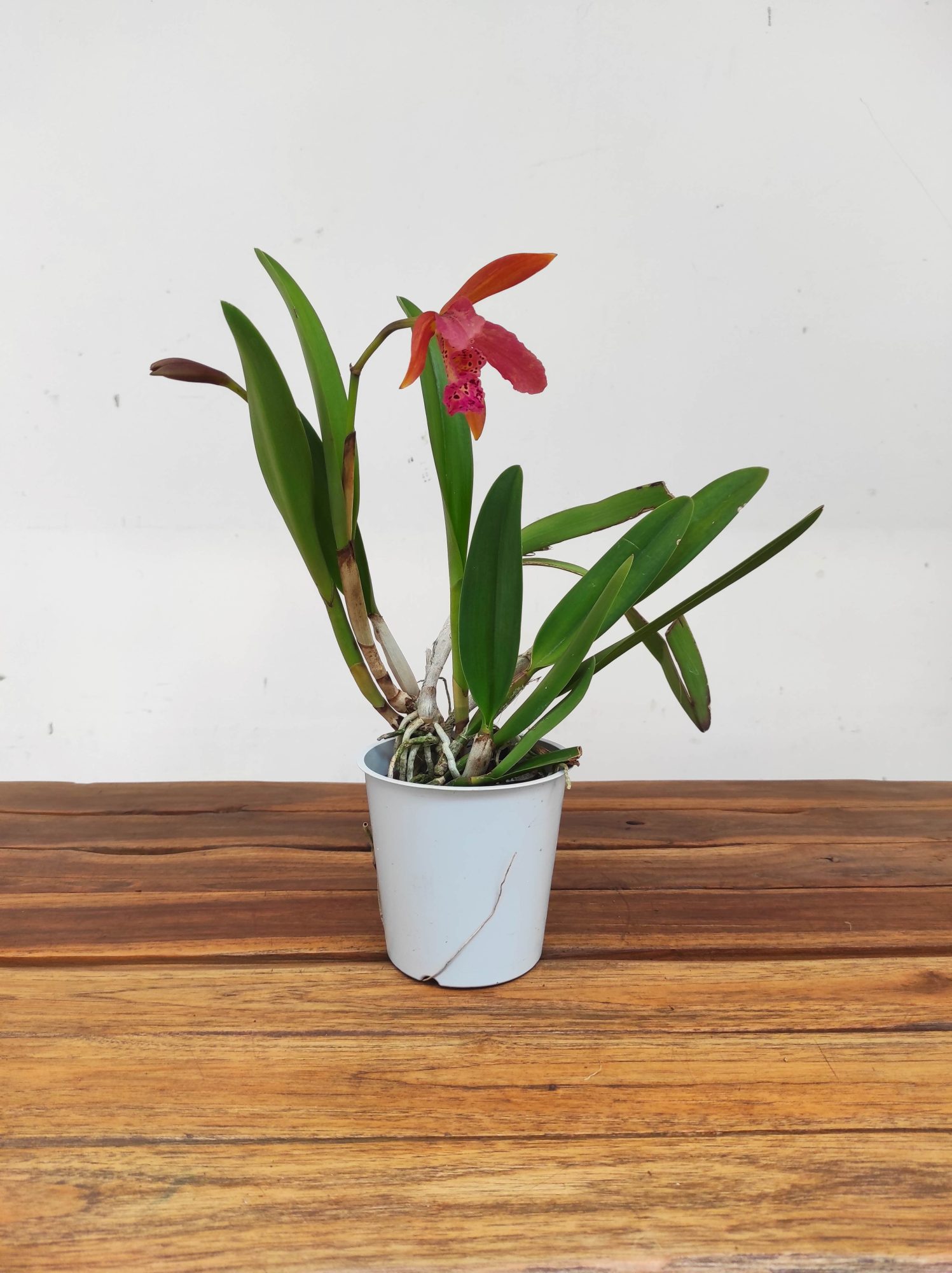 Cattleya V.12 - Image 2