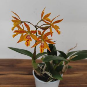 Cattleya V.12