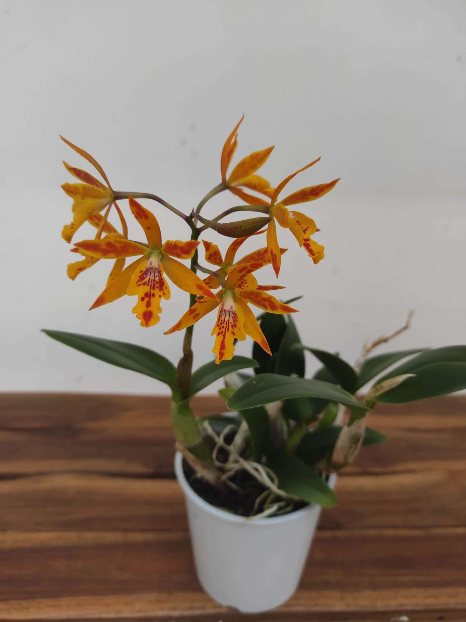 Cattleya V.12