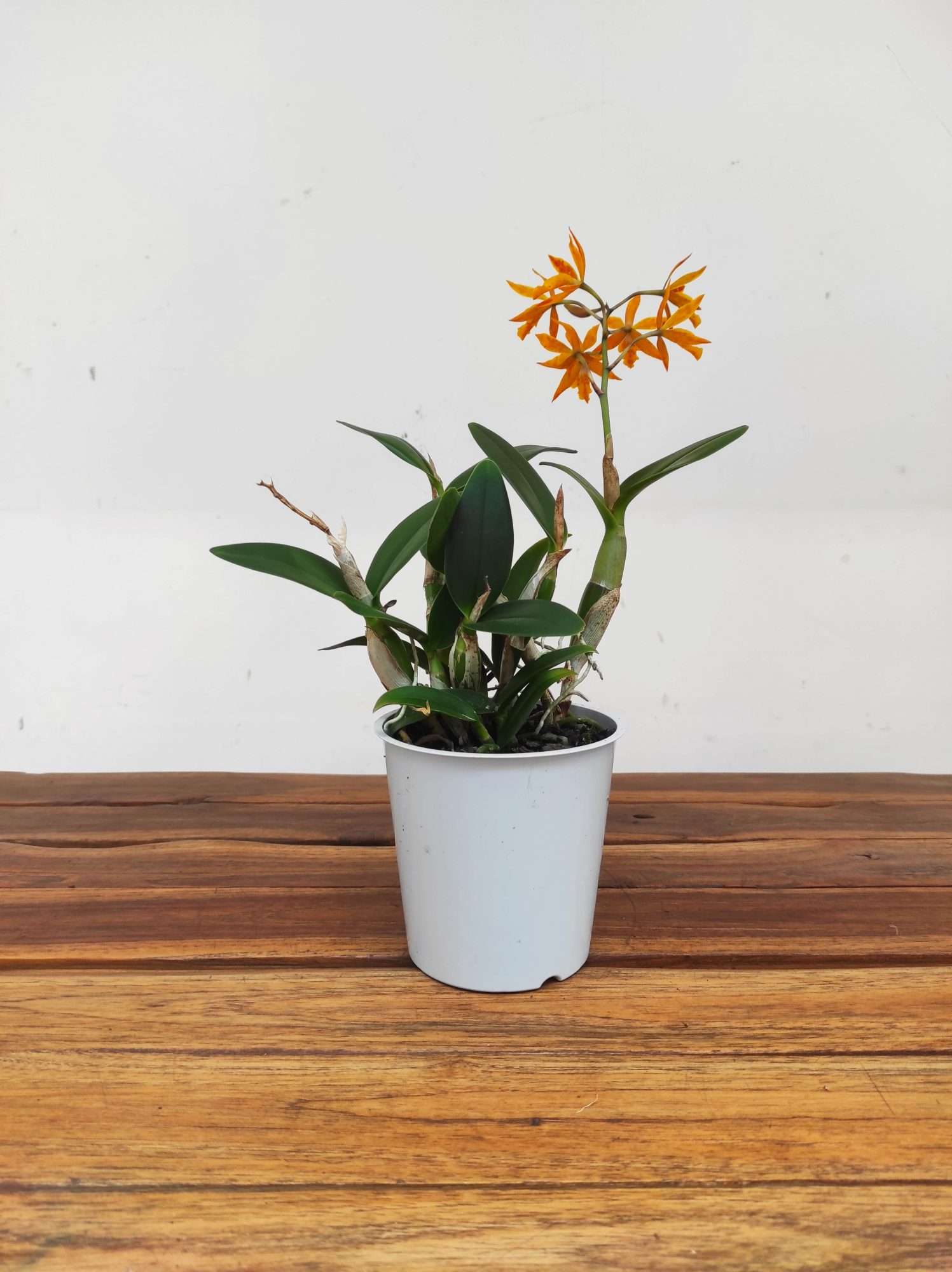 Cattleya V.12 - Image 2