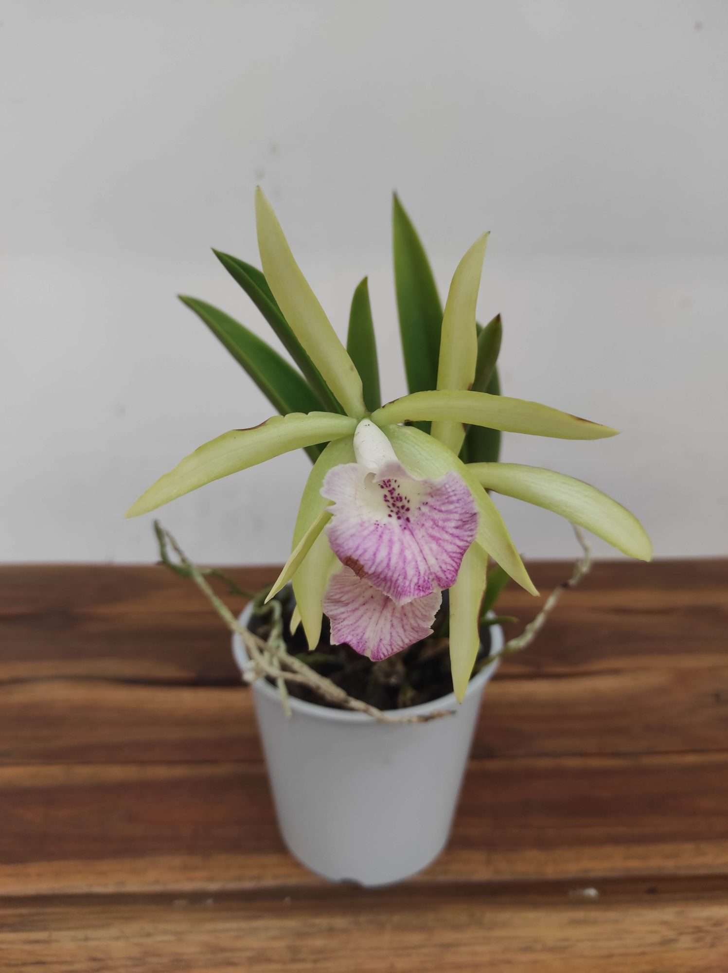Cattleya V.12