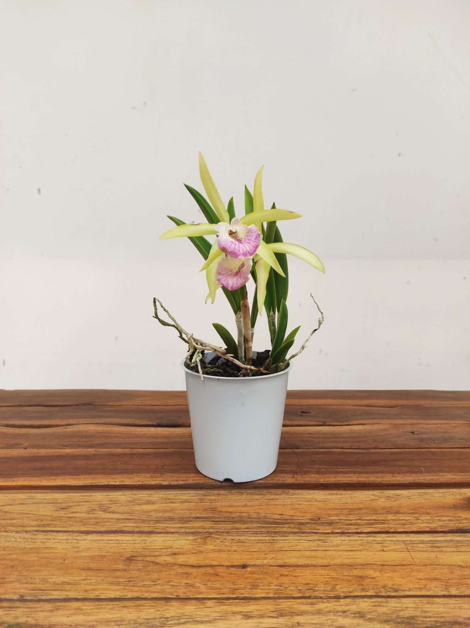 Cattleya V.12 - Image 2
