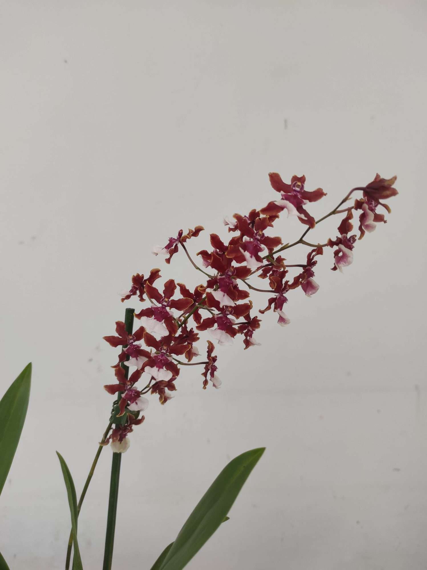 Oncidium Cherry Baby