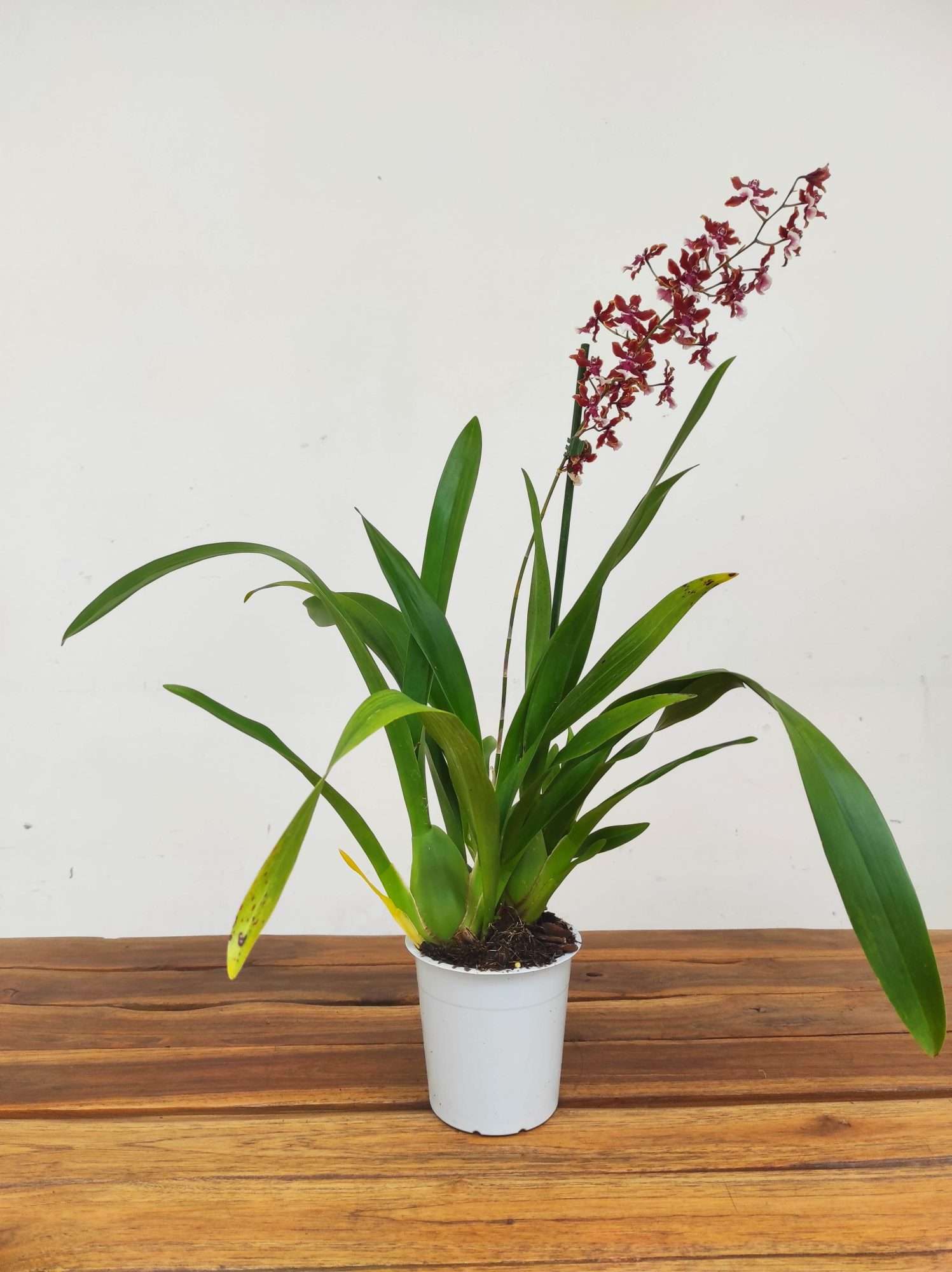 Oncidium Cherry Baby - Image 2