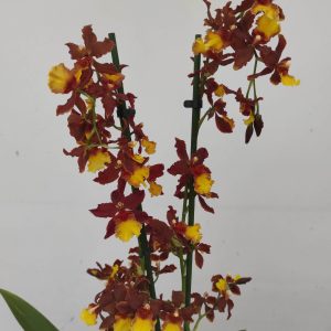 Cambria V.12
