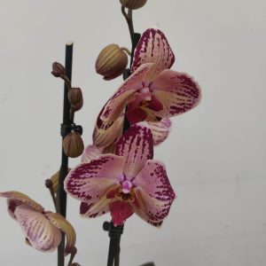 Phalaenopsis Limited - 2 Hastes