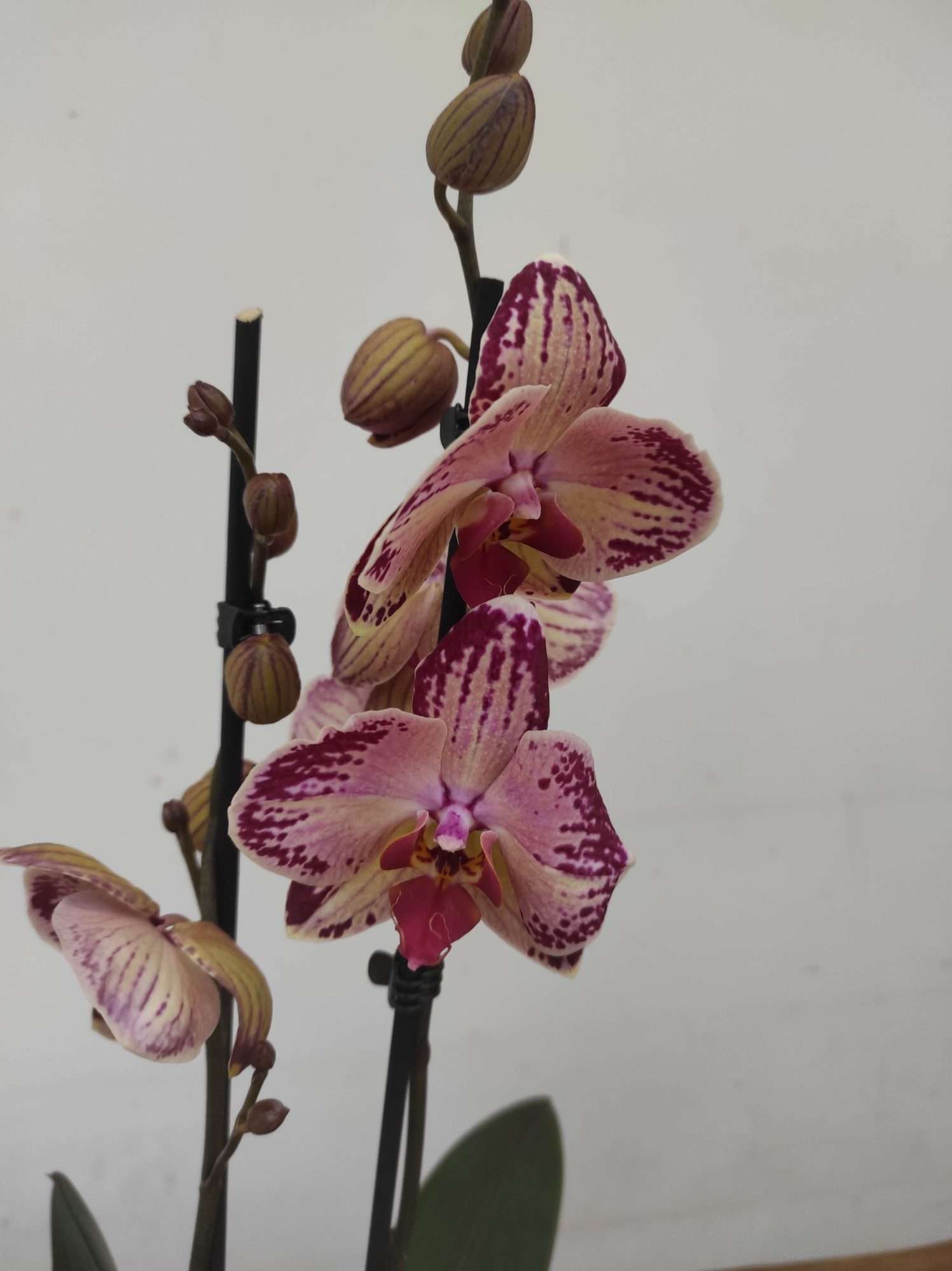 Phalaenopsis Limited - 2 Hastes