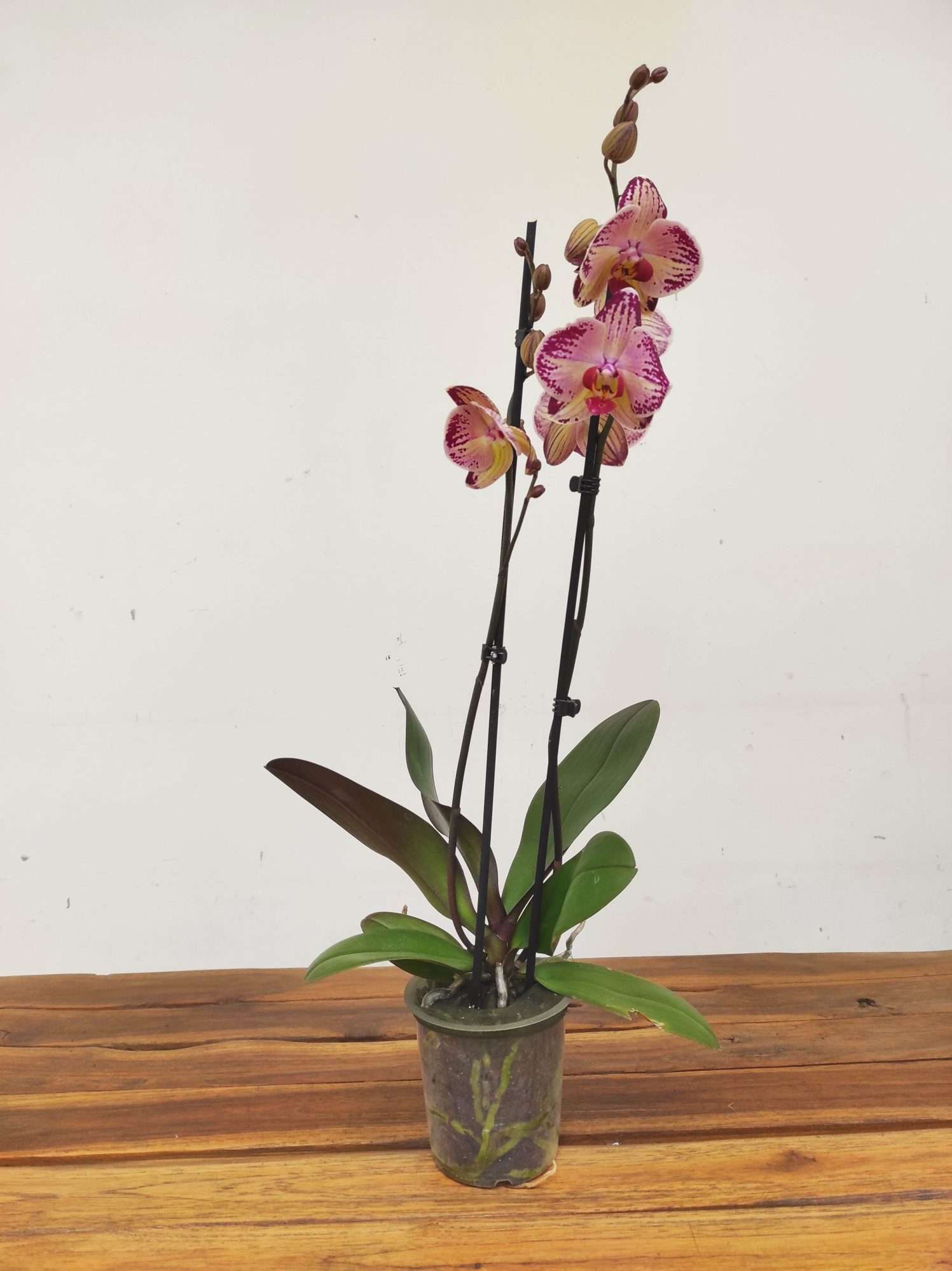 Phalaenopsis Limited - 2 Hastes - Image 2