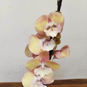 Phalaenopsis Orange Tina - 2 Hastes
