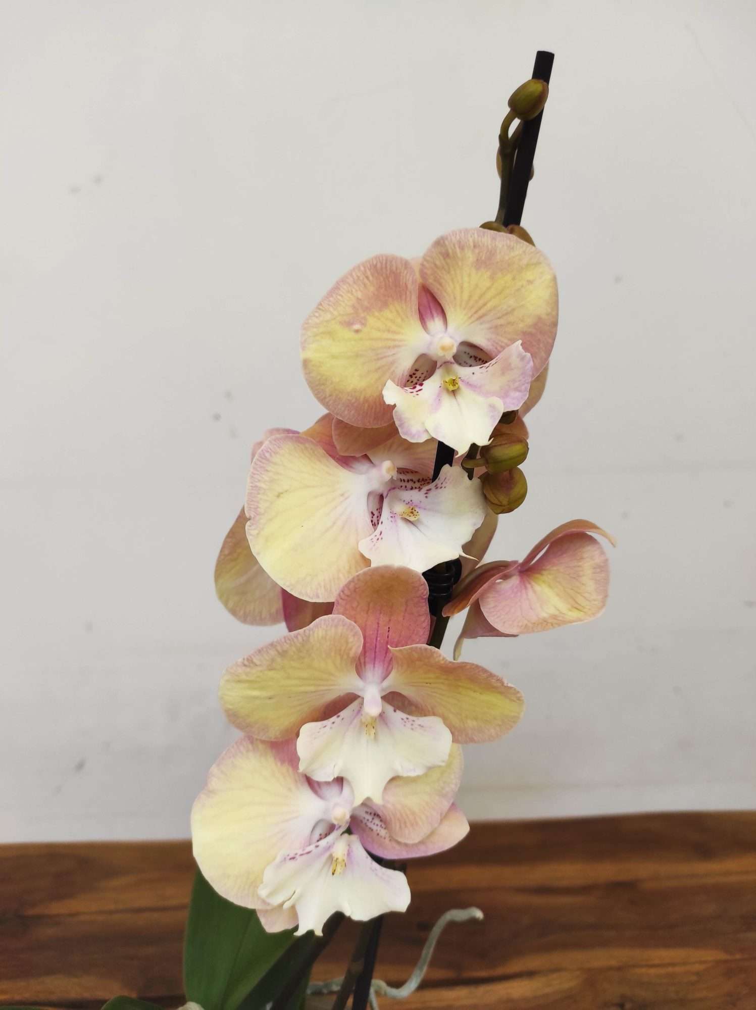 Phalaenopsis Orange Tina - 2 Hastes