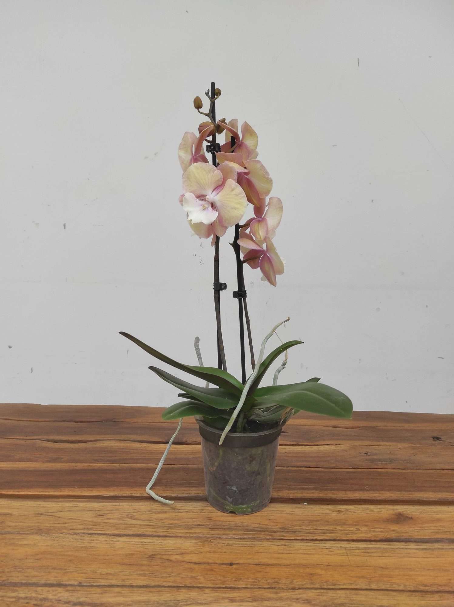 Phalaenopsis Orange Tina - 2 Hastes - Image 2