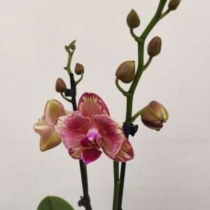 Phalaenopsis Floriclone Pirate Picotee Peloric - 2 Hastes