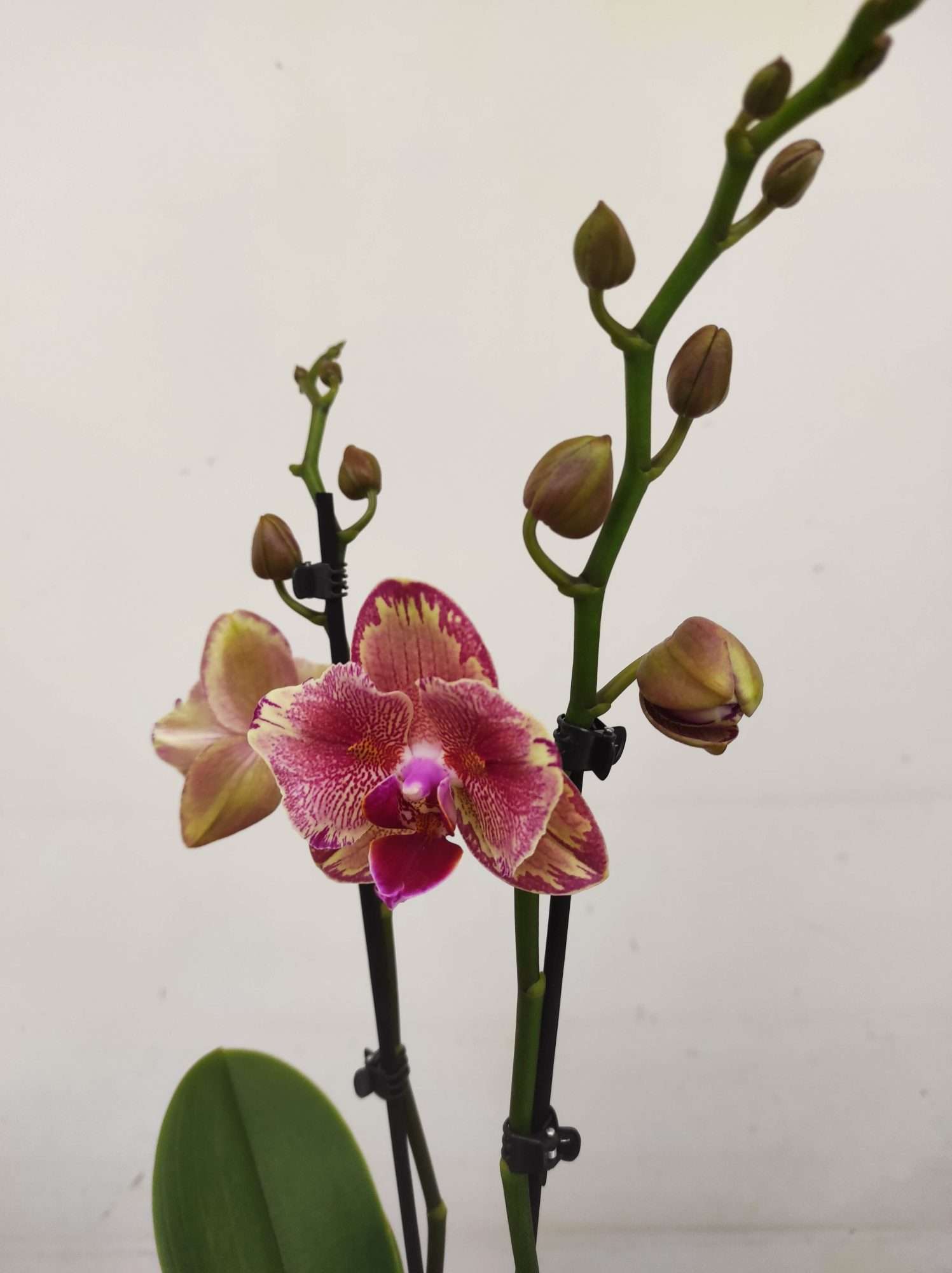 Phalaenopsis Floriclone Pirate Picotee Peloric - 2 Hastes